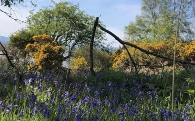 Walking Into Wild Bluebells